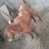 پاچن گم شده هر کی دید اطلاع بده لطفا