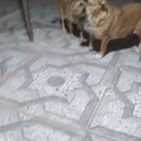 سگ پاکوتاه خانگی