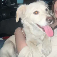 واگذاری سگ اشپیتز