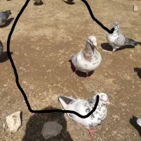 دوعدد فروشی نر