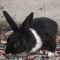 خرگوش خانگی درجه