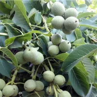 نهالستان ارقام متنوع میوه و فندق های پربار.|خدمات باغبانی و درختکاری|سلفچگان, |دیوار