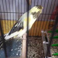 قناری نر نژاد دار درشت و خوش قواره