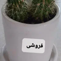 رایگان
