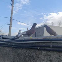 کفتر قرمز بز قویروخ و سوسکی|پرنده|سلطانیه, |دیوار