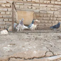 پنج کفترفروشی