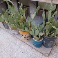 کاکتوس میوه دار|گل و گیاه طبیعی|قم, شهرک فاطمیه|دیوار