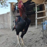 خروس لاری نژاد دار|حیوانات مزرعه|ری, فیروزآباد|دیوار