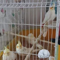 جوجه عروس هلندی
