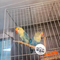 طوطی برزیلی پاربلو|پرنده|رباط‌کریم, رباط‌کریم|دیوار