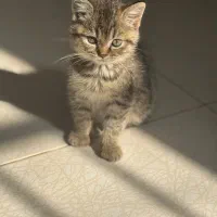 بچه گربه بریتیش|گربه|ساری, |دیوار