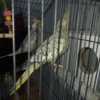 جفت عروس هلندی تخم گذار