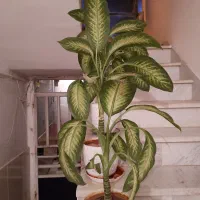 گل طبیعی سالم|گل و گیاه طبیعی|کرمانشاه, |دیوار