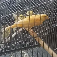 قناری جمله|پرنده|بندر ماهشهر, |دیوار