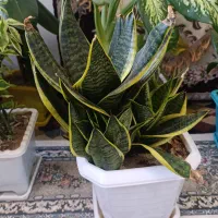 انواع گل در قیمت های خیلی مناسب|گل و گیاه طبیعی|سنندج, |دیوار