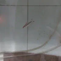 دیسکس|ماهی|قم, زنبیل آباد|دیوار