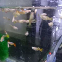 یک گله ۴۰ عددی ماهی گوپی|ماهی|ملایر, |دیوار