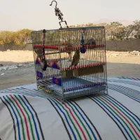 سره قناری دهن خرم آباد ردی