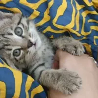 گربه واگذاری DSH|گربه|خرم‌آباد, |دیوار