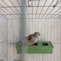 جوجه سهره نر|پرنده|خمینیشهر, |دیوار