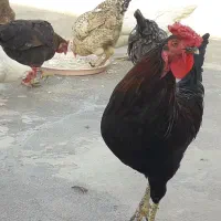 مرغ وخروس جوان