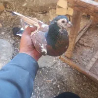 ۴عددکفتر پرشی