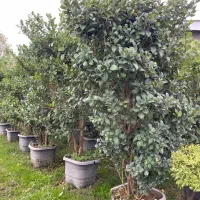 گلخانه گل درخت|گل و گیاه طبیعی|سیرجان, |دیوار