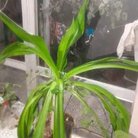 گل موزی فروشی|گل و گیاه طبیعی|خمینی‌شهر, |دیوار