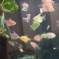 فروش ماهی آکواریومی جزئی و تیراژ