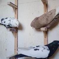 کبوتر ۲۲تا کله سینه همه نر
