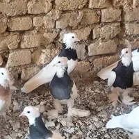 طوقی