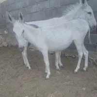 کره خر (الاغ)ماده گله ای