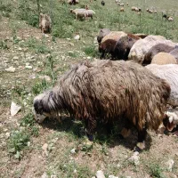 قوچ|حیوانات مزرعه|گوآور, |دیوار