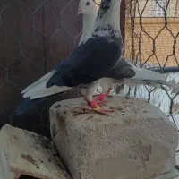 جفت کبوتر ماده دوکت کویتی نر پرستو و جفت سبز