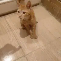 واگذاری گربه دوماهه