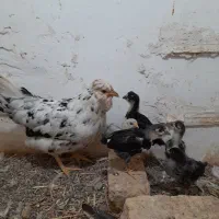 جوجه گلین اصل زیر مرغی ۵تا|حیوانات مزرعه|مشهد, کوشش|دیوار