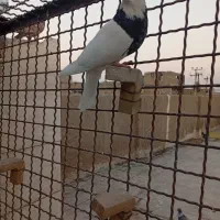 کفتر طوقی|پرنده|اهواز, منبع اب|دیوار