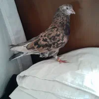 کفتر
