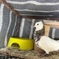 کبوتر طوقی|پرنده|تاتار علیا, |دیوار