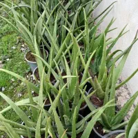 فروش ویژه آلوئورا سطل ۴|گل و گیاه طبیعی|کوچصفهان, |دیوار