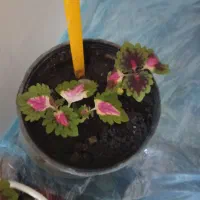 گل پتوس|گل و گیاه طبیعی|بیرجند, |دیوار