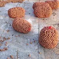 گردو