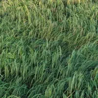 برنج علی کاظمی