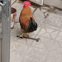 خروس معاوضه با مرغ