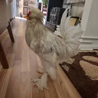 مرغ و خروس نژاد سلطان