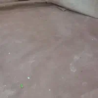 موکت|موکت|کرمانشاه, |دیوار