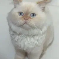 گربه پرشین سوپر فلت چشم آبی|گربه|مشهد, گوهرشاد|دیوار