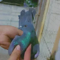 کبوتر