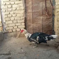 اردک سیکا|حیوانات مزرعه|اسفراین, |دیوار