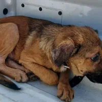 ۵ ماهه سگ نَر